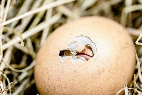 hatching-chicks-g05aa82179_1920